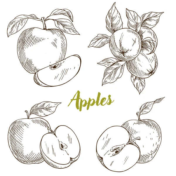 りんご、枝、葉 — ストックベクタ