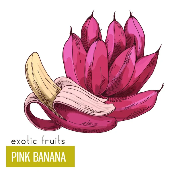 Des bananes roses. Fruits exotiques — Image vectorielle