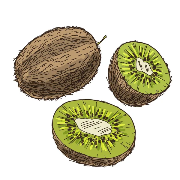 Kiwi dengan setengah buah-buahan. Sketsa realistik warna penuh - Stok Vektor