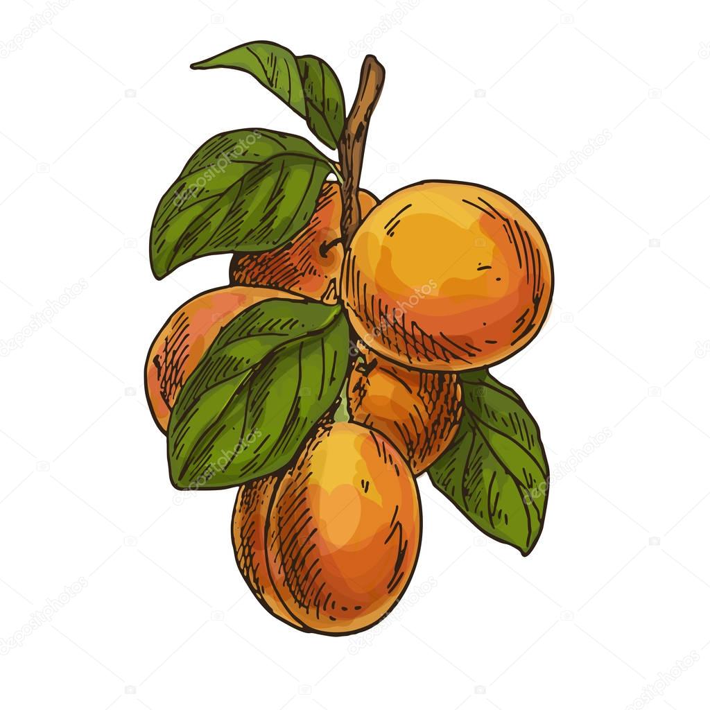 Apricots on branch with leaves. Full color realistic sketch 