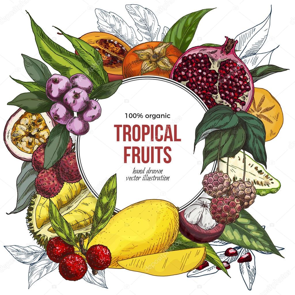 Full color realistic drawn exotic fruits, round banner. Hand drawn vector illustration.