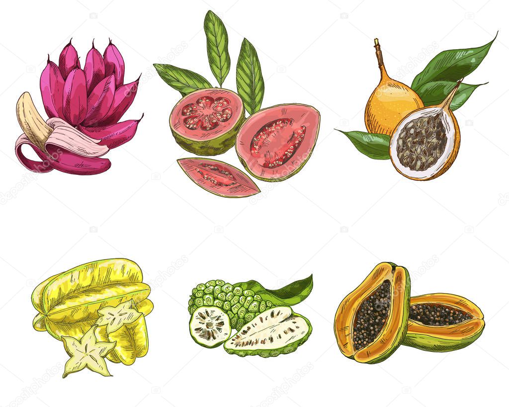Exotic fruits, hand drawn vector illustration, colored sketch. Pink bananas, guava, carambola, noni, papaya, granadilla