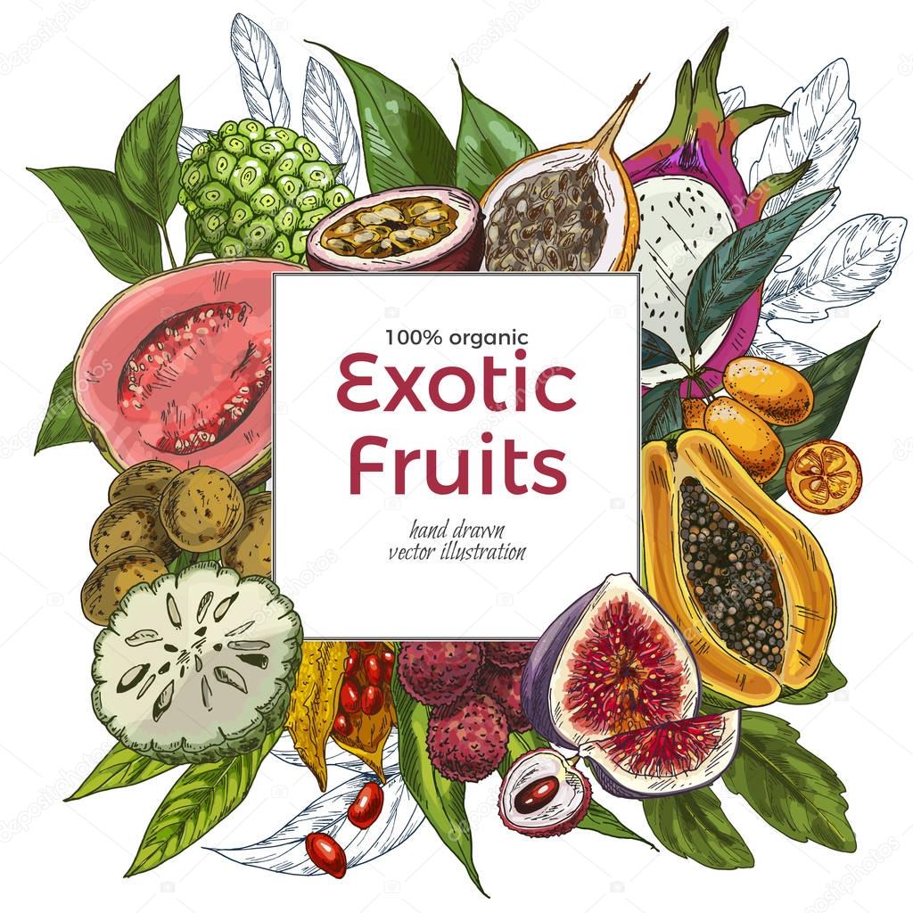 Full color realistic drawn exotic fruits, square banner. Hand drawn vector illustration.