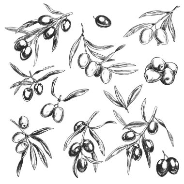 Zeytin dalı, el çekilmiş retro tarzı vektör çizimler.