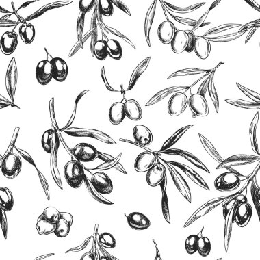 Zeytin dalı, el çekilmiş retro tarzı vektör çizimler.