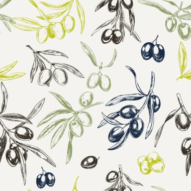 Zeytin dalı, el çekilmiş retro tarzı vektör çizimler.