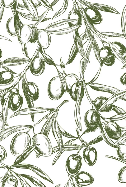 Ramas de olivo, ilustraciones vectoriales de estilo retro dibujadas a mano . — Vector de stock