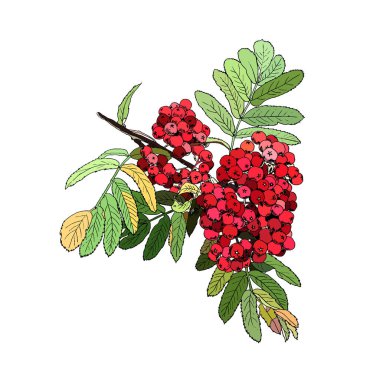 Yeşil yapraklı kırmızı kızılcık sürüsü.