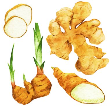 Ginger, roots and slices. Hand drawn vector watercolor