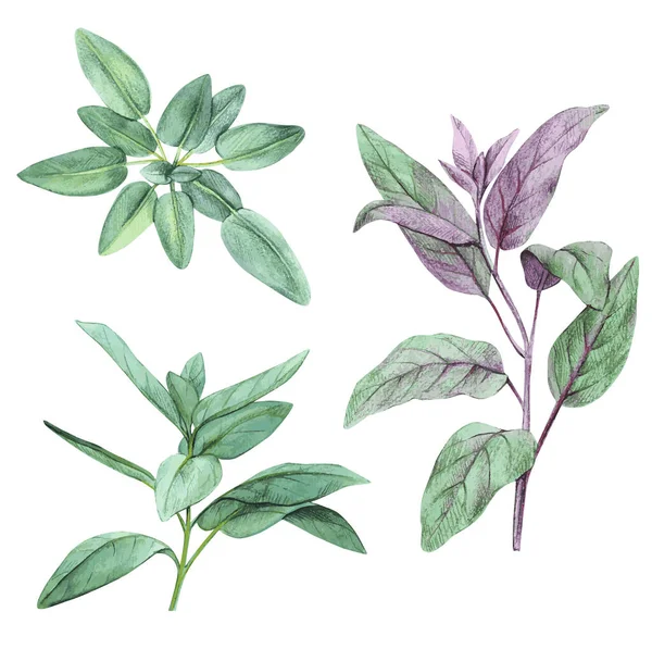 Adaçayı, salvia. Yaprak seti. El çizimi