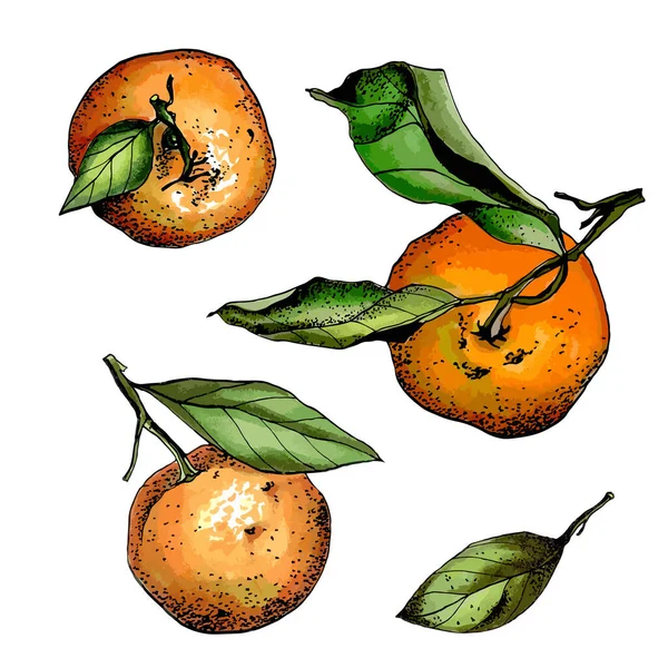 Set of watercolor tangerines, hand drawn vector — ストックベクタ