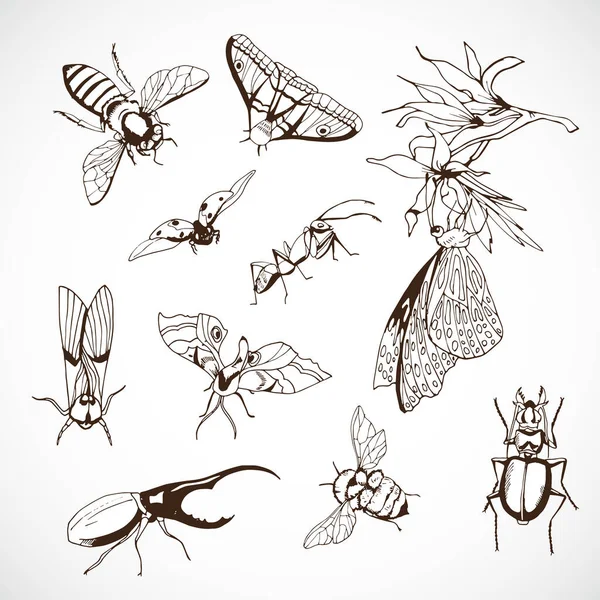 Набор насекомых, рисунок рукой, векторное изображение — стоковый вектор