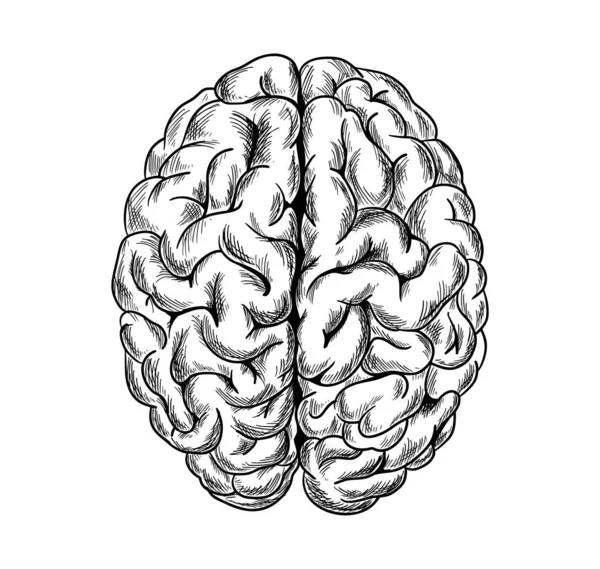 Мозг человека, вид сверху, нарисованный вручную вектор — стоковый вектор