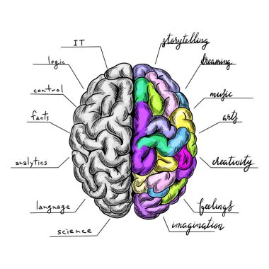 Başlıklı beyin yarım küresi, değil mi?