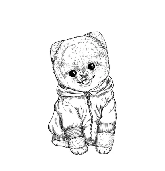 Pomeranian speelgoed graven gekleed in hoodie, met de hand getrokken — Stockvector