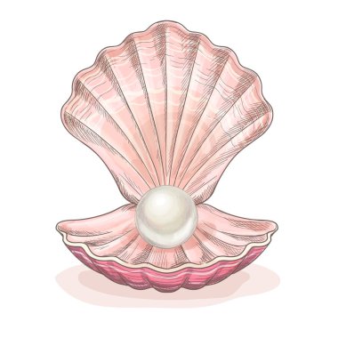 Açık deniz kabuğunda beyaz inci, pembe deniz kabuğu