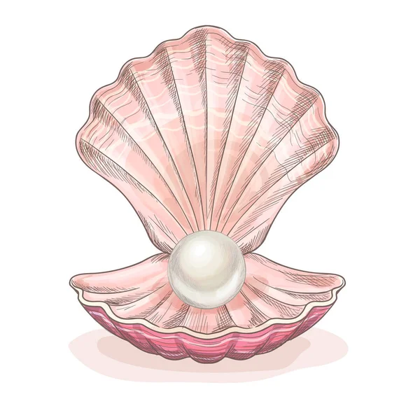 Perla blanca en la almeja abierta, concha rosa — Vector de stock