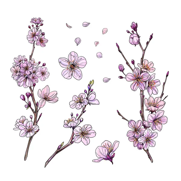 Sakura in fiore, insieme di tre rami e fiori — Vettoriale Stock