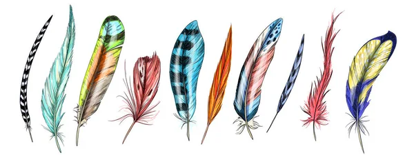 Set of ten bird feathers, full color sketch — Stock Vector