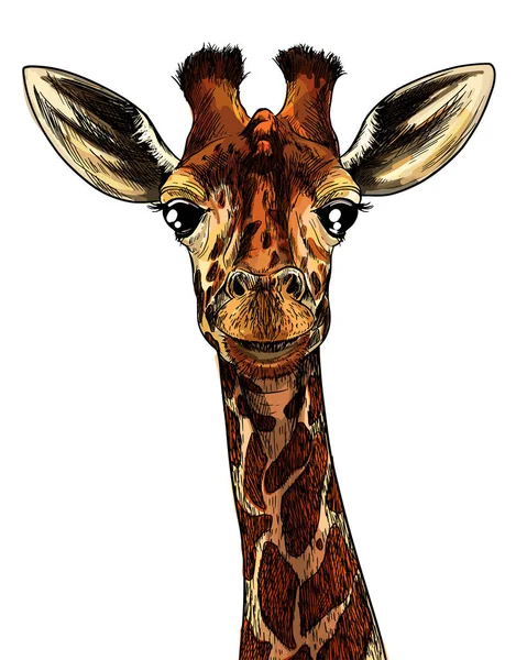 Testa di giraffa, schizzo realistico a colori — Vettoriale Stock