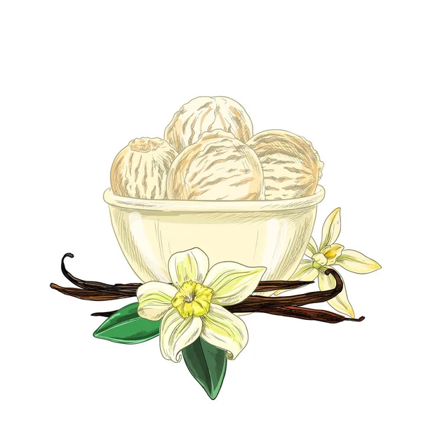 Bol avec crème glacée, fleurs de vanille et haricots — Image vectorielle