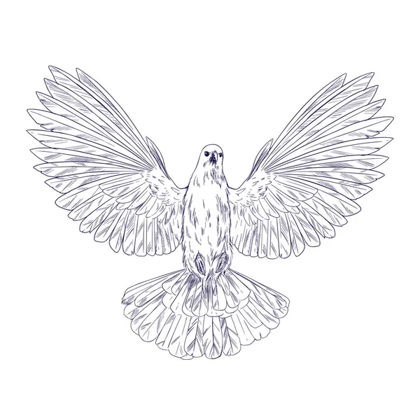 飛行中の鳩、インクのスケッチ、手描きベクトル — ストックベクタ