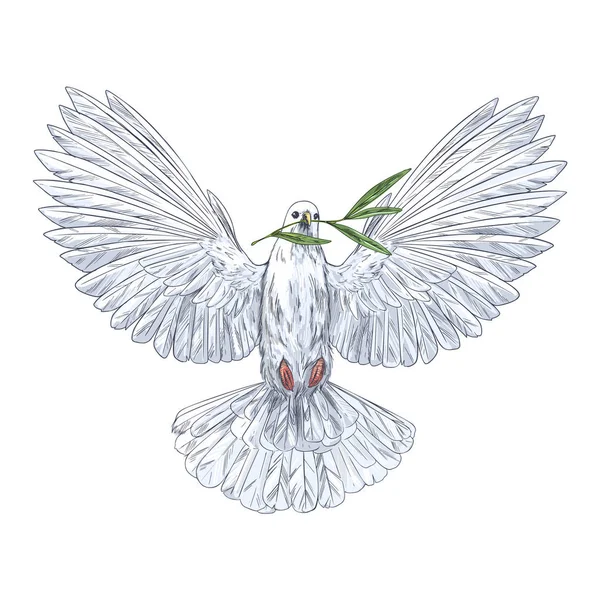 白い鳩保持オリーブ枝で彼のくちばし — ストックベクタ