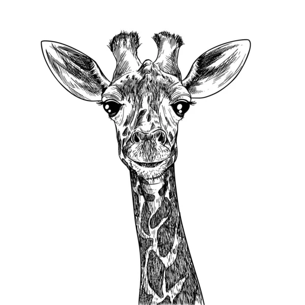 Ritratto di giraffa carina, schizzo di inchiostro disegnato a mano — Vettoriale Stock