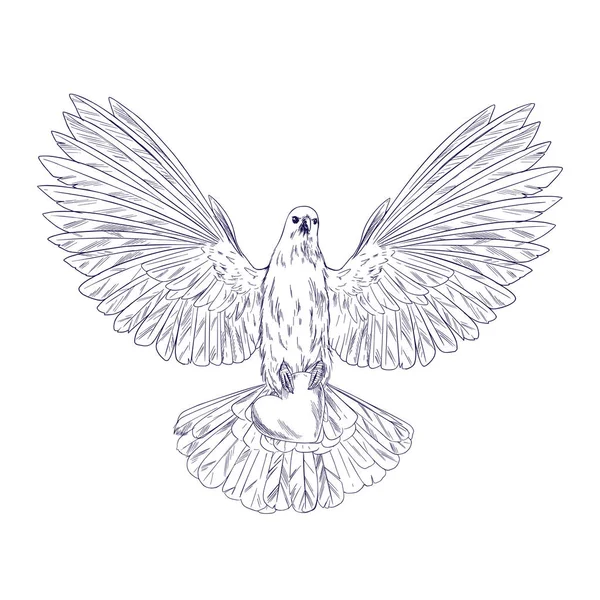 白い鳩で飛行保持心、インクのスケッチ — ストックベクタ