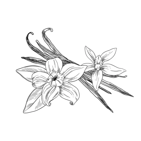 Fasola waniliowa z kwiatami i liśćmi, szkic tuszu — Wektor stockowy