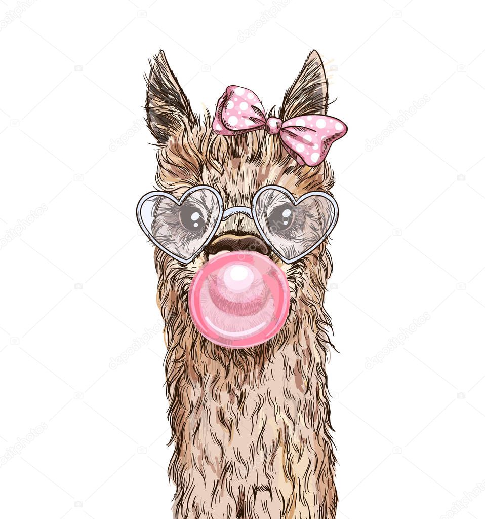 Portrait of the cute alpaca with pink bubble gum