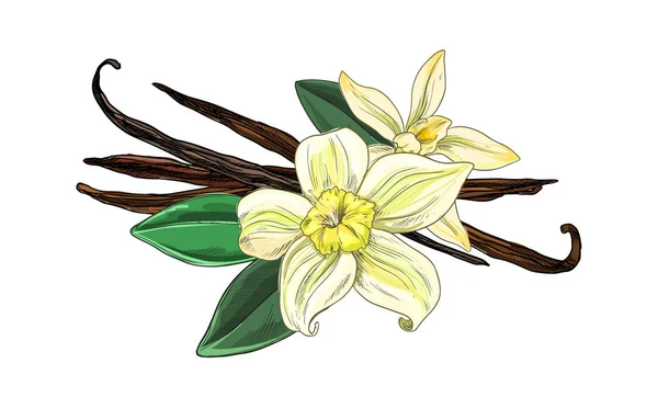 Vanilla beans with flowers and leaves, full color — Stock Vector