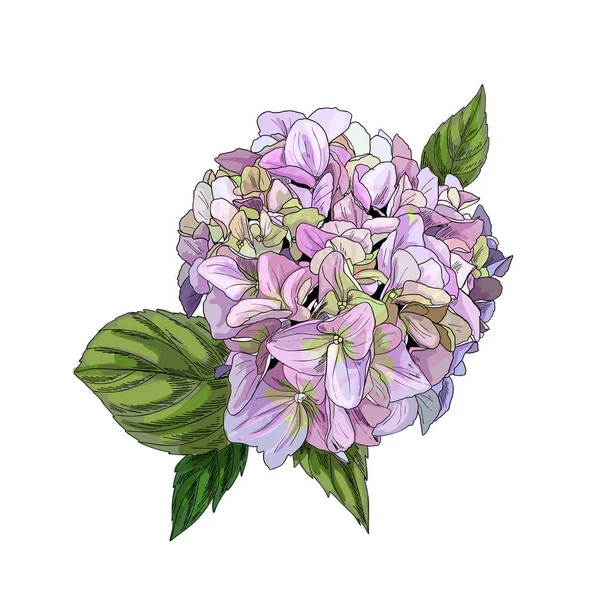 Flor de hortensia verde rosado realista con hojas — Vector de stock