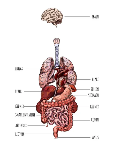 Human internal organs system, hand drawn vector — Stock Vector