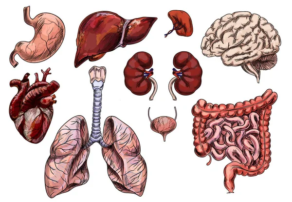 Set of human organs, hand drawn sketch — Stock Vector