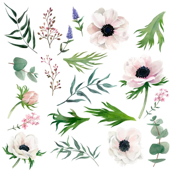 Set of delicate watercolor anemones, leaves, berries — Stock Vector