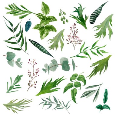 Suluboya yapraklar ve dallar, el yapımı yeşillik.