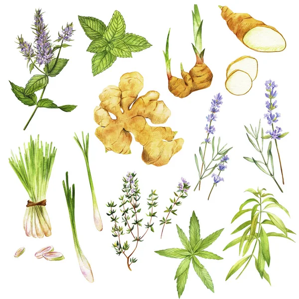 Herbes à thé, y compris menthe poivrée et verveine, aquarelle dessinée à la main — Image vectorielle