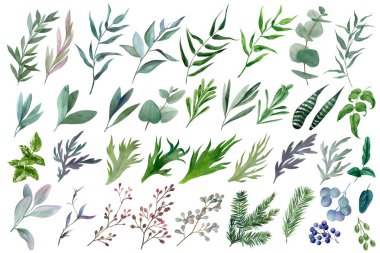 Kocaman bir suluboya yaprak ve dallar, el çizimi. 