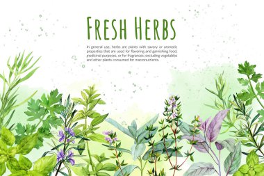Watercolkor bg with culinary herbs and plants