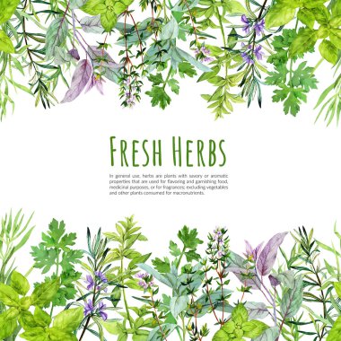 Seamless borders with watercolor kitchen herbs and plants