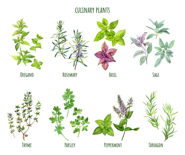 Set of watercolor cooking herbs, mediterranean cuisine — Stock Vector