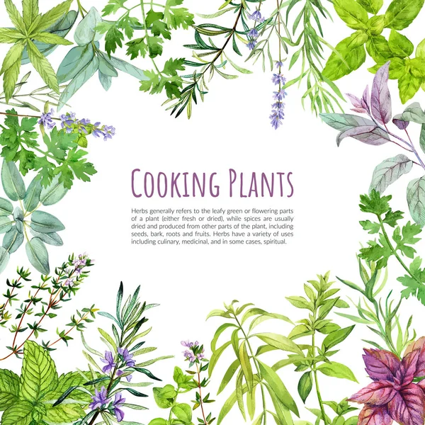 Plantes et herbes culinaires, cadre, aquarelle dessinée à la main — Image vectorielle