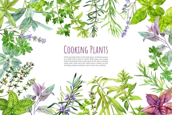 Plantes et herbes culinaires, cadre, aquarelle dessinée à la main — Image vectorielle