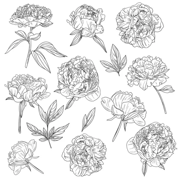 Peonías y hojas, conjunto botánico de flores y brotes — Vector de stock