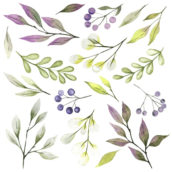 Acuarela hojas y ramas, bayas, pequeña flora delicada — Vector de stock