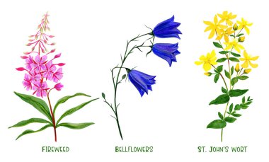 Wild field plants and flowers set, hand drawn watercolor clipart