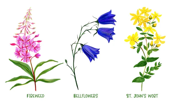 Vahşi tarla bitkileri ve çiçekler, elle çizilmiş suluboya — Stok fotoğraf