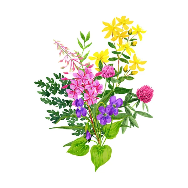 Bouquet di fiori selvatici, trifoglio di erba piromane e erba di San Giovanni — Vettoriale Stock