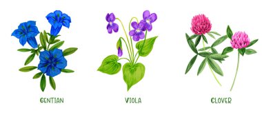 Wild field plants and flowers set, hand drawn clipart